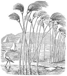 The Bulrushes, or Papyrus