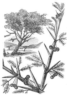 The Seneh Shrub (Thorn-bush or Bramble)