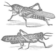 Locusts